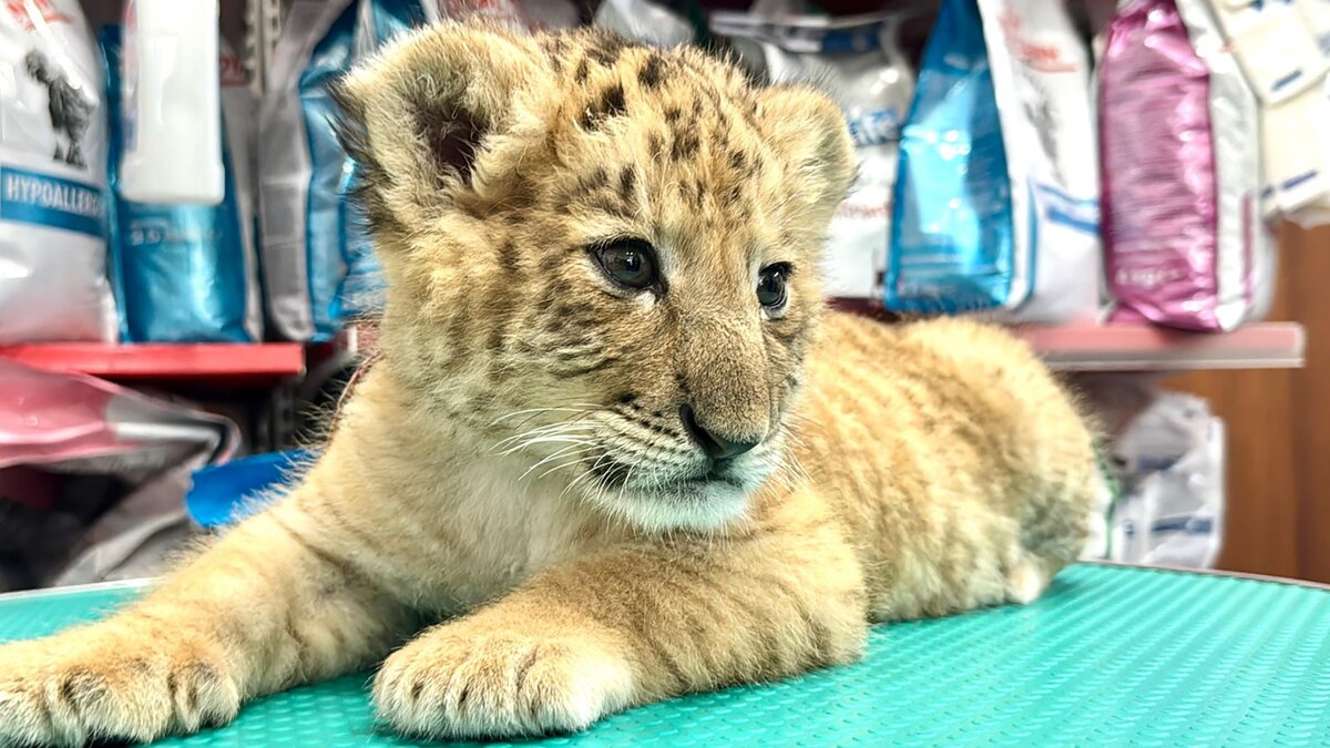 Liger, vagyis oroszlán-tigris hibrid született Romániában