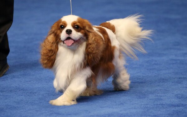 Nyilván ez a kis Cavalier King Charles spániel.