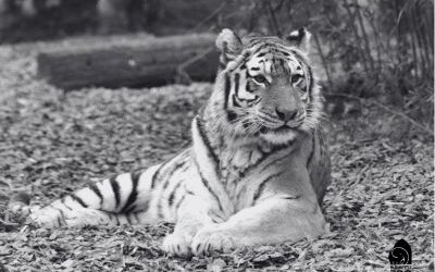 13 év után elpusztult Niva, a budapesti állatkert imádott tigrise