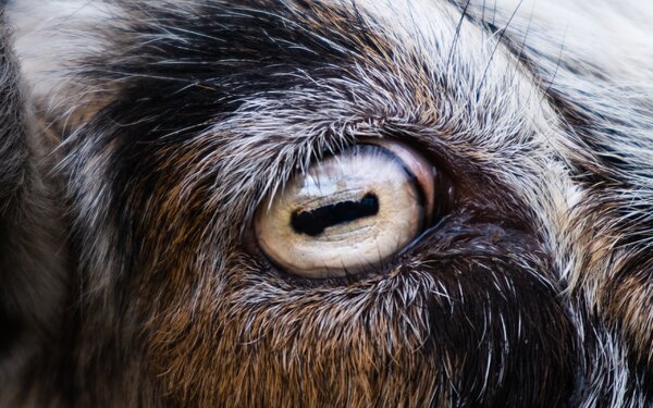 Milyen állat szeme van a képen? 