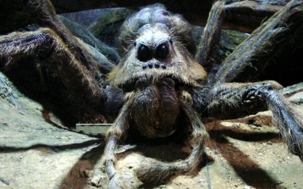 Mi a neve a gigantikus méretű póknak, akit Hagrid az iskolai évei óta nevelt?