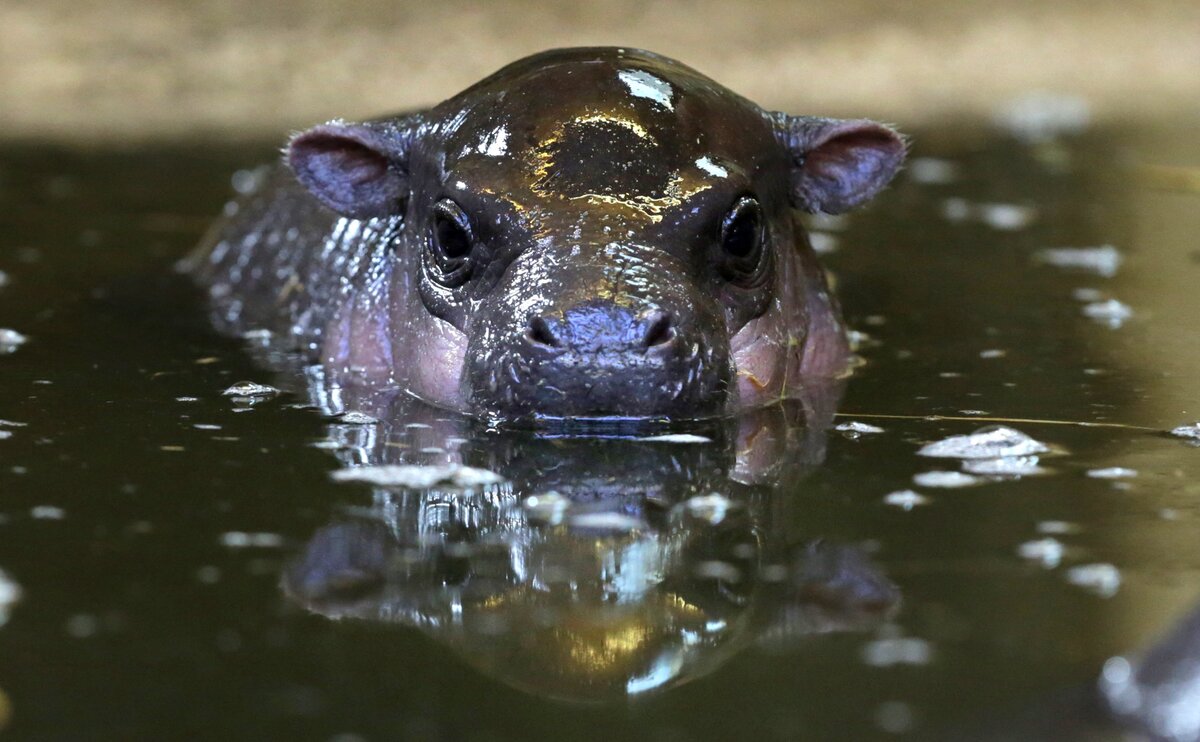 BRISTOL, ANGLIA - FEBRUÁR 26.: . Winnie, az új háromhetes törpe víziló bébi kinéz a medencéjéből a törpe víziló kiállításon a Bristol Zoo Gardensben, az angliai Bristolban 2014. február 26-án. A Bristol Zoo Gardens része a vadonban veszélyeztetett törpe víziló nemzetközi fogságban történő tenyésztési programjának, ahol a becslések szerint kevesebb mint 2000 ilyen állat él még. Libériában a Sapo Nemzeti Parkot körülvevő erdők fakitermelő vállalatok általi pusztítása a törpe víziló egyik kevés megmaradt fellegvárát károsítja.