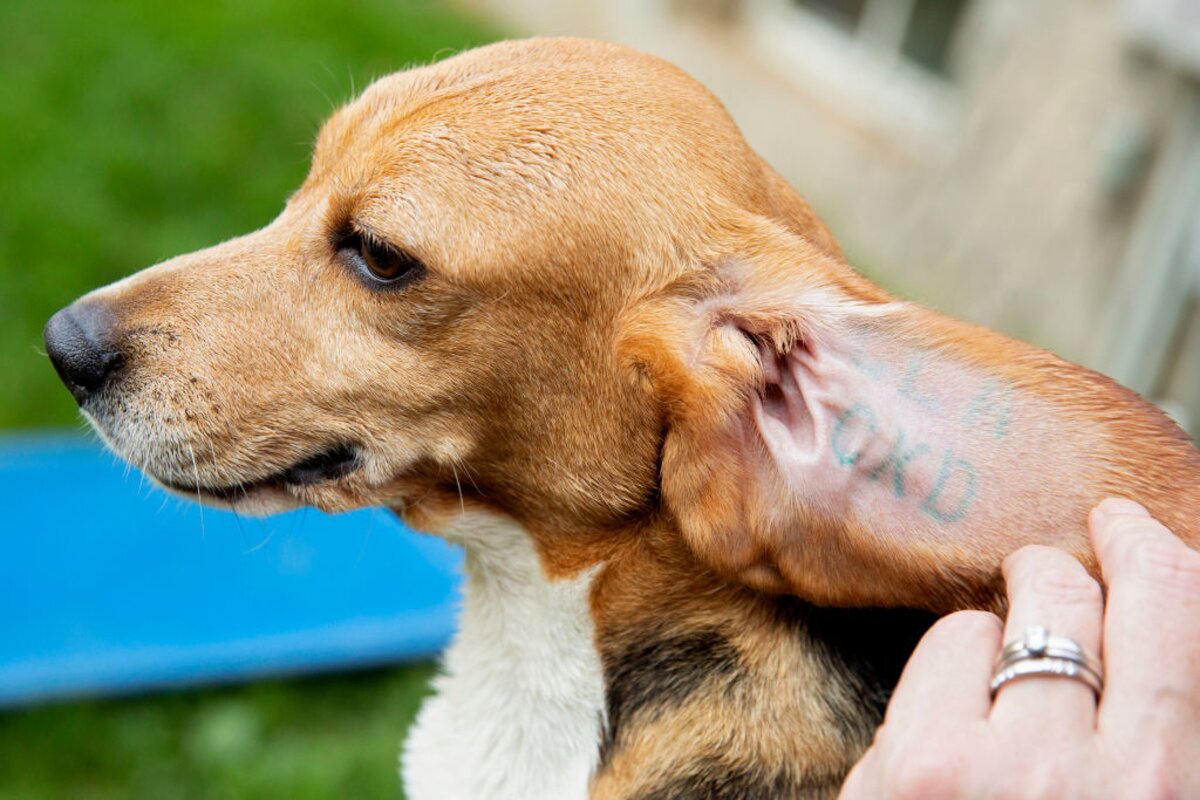 4000 kutyát tartott illegálisan egy tenyésztő