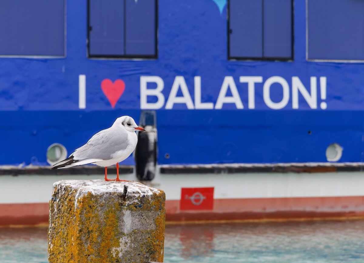 Fiataloknak adna olcsó telket egy balatoni település