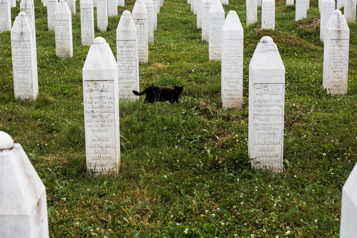 Egy macska bolyong a srebrenicai mészárlás áldozatainak sírkövei között 2015. július 9-én a Srebrenica- Potocari emlékműnél és temetőben a boszniai Potocariban. Az 1992-1995-ös boszniai háború idején Srebrenica városát az ENSZ biztonságos zónává nyilvánította, ahová boszniai muszlimok ezrei menekültek. A boszniai szerb hadsereg 1995 júliusában lerohanta az ott állomásozó holland békefenntartókat, és több mint 8000 férfit és fiút ölt meg a városban és környékén. A mészárlást a második világháború óta a legsúlyosabb atrocitásnak tartják Európában, és ez az egyetlen epizód a boszniai háborúból, amelyet az ENSZ háborús bűnöket vizsgáló bírósága népirtásnak nyilvánított.