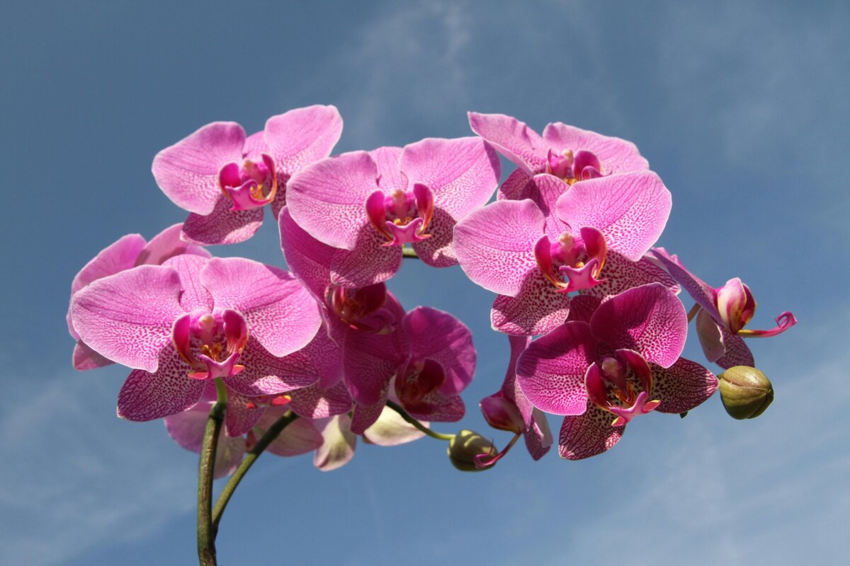 Orchidea
