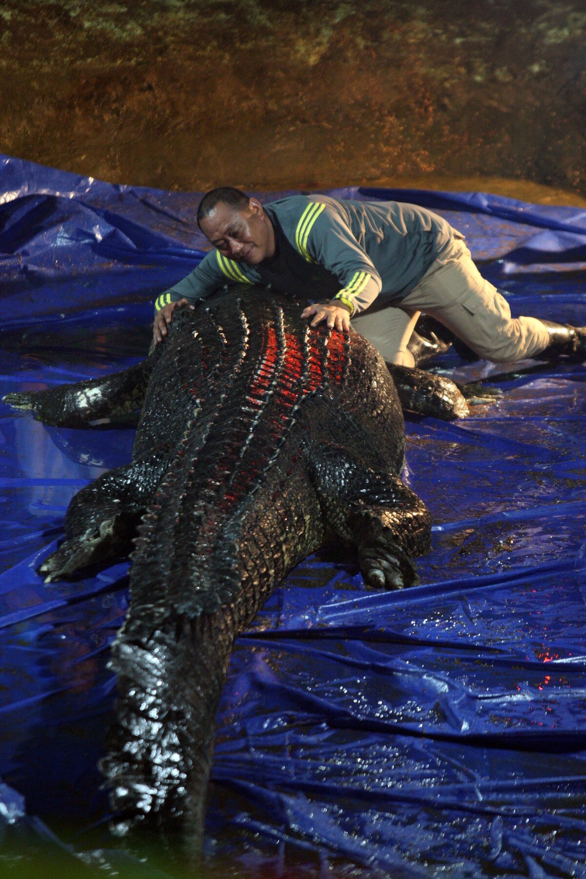 BUNAWAN, Fülöp-szigetek - FEBRUÁR 12.: Cox Elorde, Bunawan település polgármestere a legnagyobb fogságban tartott krokodil, Lolong holttestét kezeli a természetvédelmi parkban 2013. február 12-én Bunawanban, a Fülöp-szigeteken. A 6,17 méteres négylábú két nappal ezelőtt megbetegedett és elpusztult. A Guinness Rekordok Könyve most egy 5,48 méteres, Cassius nevű, ausztráliai Queenslandben élő krokodilt nevezett meg a legnagyobb fogságban tartott krokodilnak. Lolongot 2011-ben fogták be, miután a gyanú szerint leharapta egy iskolás lány fejét, és megevett egy halászt. (Fotó: Jeoffrey Maitem/Getty Images)