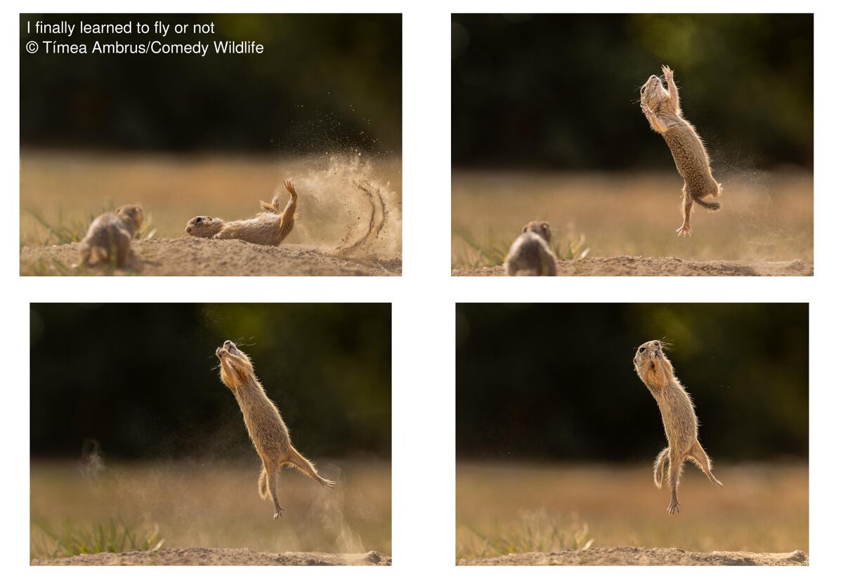 Ambrus Tímea fotósorozata nyerte a The Comedy Wildlife Photography fotópályázat portfólió kategóriáját.