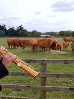 A TikTok új őrülete a jazz-zenét hallgató szarvasmarhák