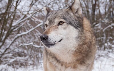 A svájci farkas esete arra is rávilágít, hogy újra kell tanulnunk a nagyragodozókkal való együttélést