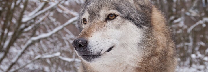 A svájci farkas esete arra is rávilágít, hogy újra kell tanulnunk a nagyragodozókkal való együttélést