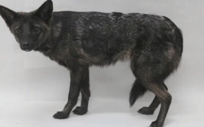 A szerelem az állatvilágban sem ismer határokat: házi kutya és róka keverékét fedezték fel Brazíliában
