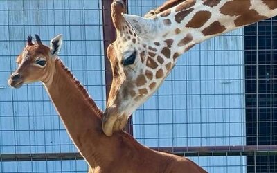A természet csodái: folttalan zsiráf született egy amerikai állatkertben
