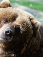 Bemutatjuk nektek Misit, a Bükkben chillező medvét