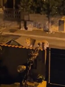 Cirkuszi oroszlán csatangolt egy olasz kisváros utcáin
