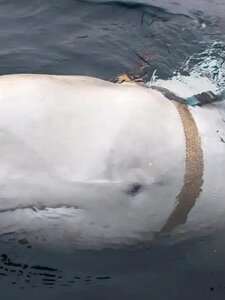 Egy egyszerű bálna vagy egy orosz kém figyelgeti a történéseket Svédország partjainál?