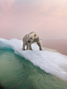 Egy kutatás szerint sokkal rosszabbul érinti a jegesmedvéket a klímakatasztrófa, mint gondoltuk