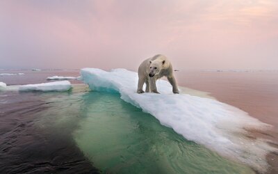 Egy kutatás szerint sokkal rosszabbul érinti a jegesmedvéket a klímakatasztrófa, mint gondoltuk