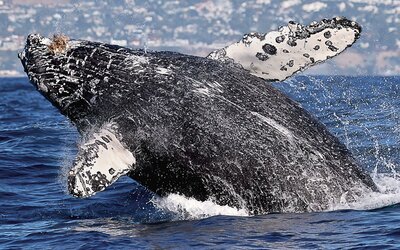 Először sikerült tudósoknak a saját nyelvén kommunikálniuk egy bálnával