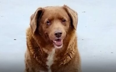 Elpusztult Bobi, a világ legidősebb kutyája