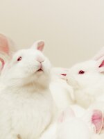 Erőszakmentes illatok – Így találhatsz te is cruelty-free parfümöt magadnak