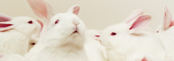 Erőszakmentes illatok – Így találhatsz te is cruelty-free parfümöt magadnak