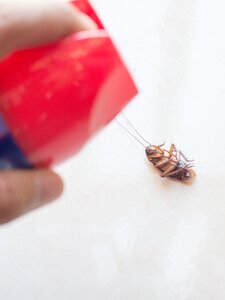 Fel akart gyújtani egy csótányt, halált okozó tűzeset lett belőle