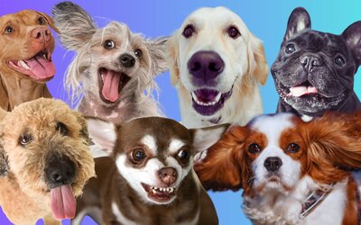 Horoszkóp: Milyen kutya lennél a csillagjegyed alapján?