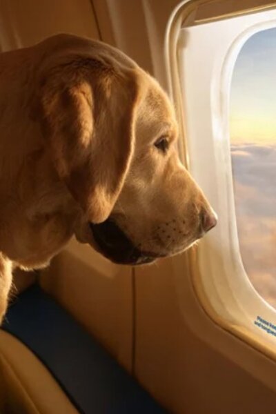 Itt az első kifejezetten kutyáknak alapított légitársaság
