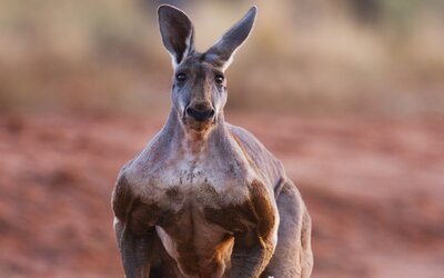 Izomkolosszus kenguruval verekedett össze egy ausztrál férfi, hogy megmentse kutyáját –VIDEÓ 
