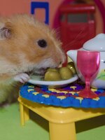 Kacsingatsz a vegánság felé, de rettegsz a vitaminhiánytól? Íme a kisokos a biztonságos tápanyagbevitelhez