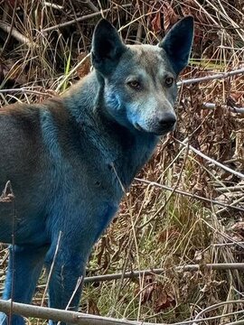 Kék színű kutyákat találtak Csernobilban, kiderült az is, mi okozta a természetellenes színt