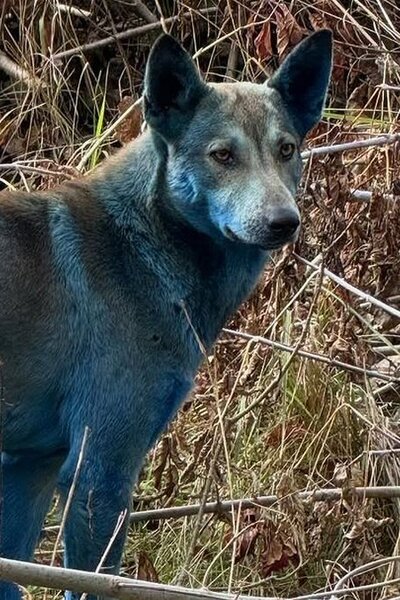 Kék színű kutyákat találtak Csernobilban, kiderült az is, mi okozta a természetellenes színt