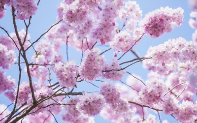 Kiderült, mikor kezdődik a Sakura ünnep – Izgalmas programokkal vár az ELTE Füvészkert
