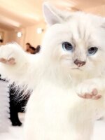 Macskajelmez és menyasszonyi ruha: az idei MET-gálán Karl Lagerfeld előtt tisztelegtek a sztárok, állati fura szettekben 
