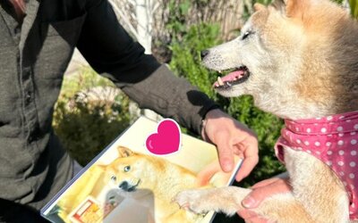 Meghalt Kaboszu, a világ leghíresebb kutyás mémjét inspiráló japán kutya
