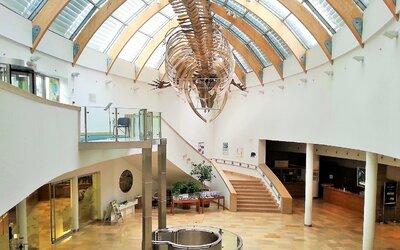Mégis Budapesten maradhat a Természettudományi Múzeum