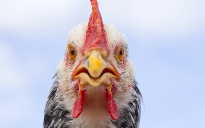 Megtalálták a világ legidősebb élő csirkéjét