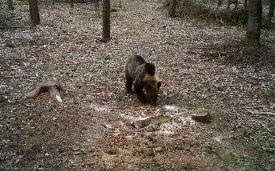 Most inkább ne éjszakázz a szabad ég alatt! – kéri az egyik magyar nemzeti park, ahol újra medvét észleltek