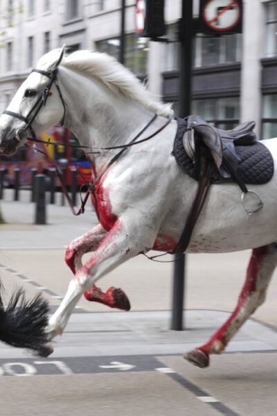 Nem először okozott galibát Vida, a London utcáin keresztülvágtató véres ló