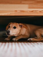 Nemcsak a kutyák és a lovak, de a vadállatok is megsínylik a szilveszteri durrogtatást