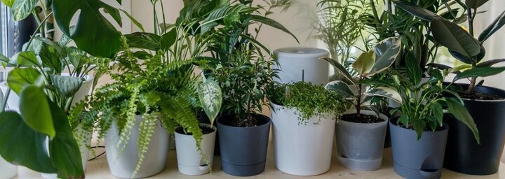 REFRESHER-KVÍZ: Te mennyire ismered jól a szobanövényeket? 