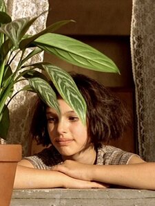 REFRESHER-TESZT: Egy született botanikus vagy, esetleg még a műnövényt is kinyírod? Tudd meg, milyen növény illik hozzád!