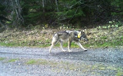 Speciális kutyákkal keresik a Borsodban lelőtt svájci farkas tetemét