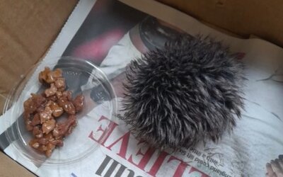 Sünbébinek nézett sapkabojtot vittek állatorvoshoz Angliában