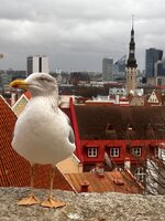 Tallinn ilyen: hűvös, váratlanul gyönyörű, van egy celebsirálya, és hozott magával egy magyar filmet, amire már régóta vágytunk