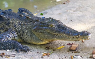 Teherbe esett egy krokodil – Ráadásul saját magától! 