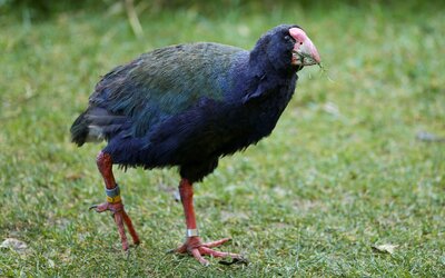 Természetvédelmi győzelem Új-Zélandon: így tért vissza egy kihaltnak hit madárfaj