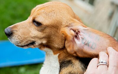 Tizenkét milliárd forintnyi bírságra ítéltek egy szaporító telepet, ami négyezer kutyát tartott állatkísérleti célokra