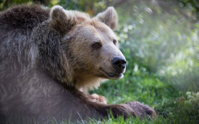 Újabb medveészlelés Magyarországon: ezúttal turisták találkoztak a bükki nagyragadozóval